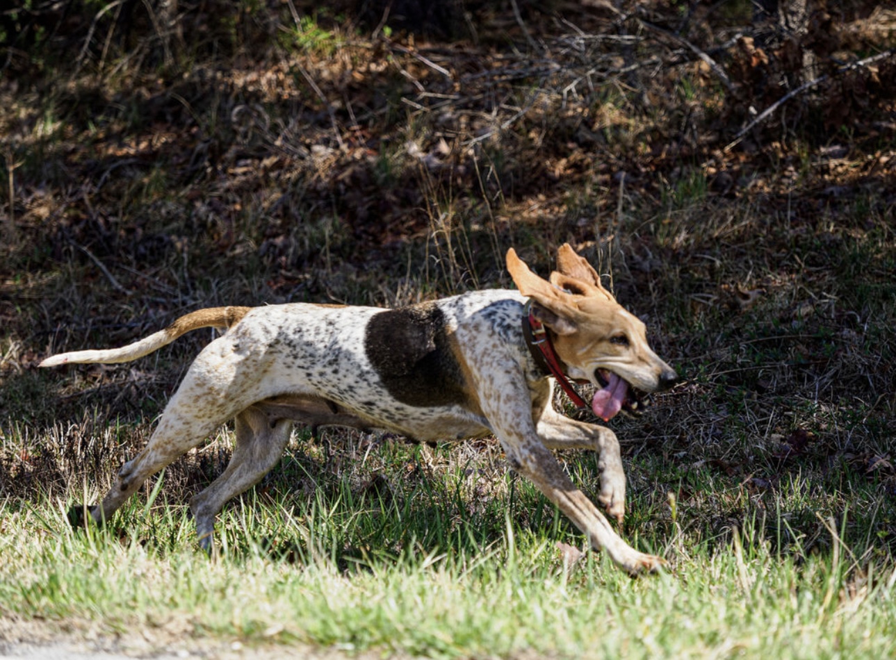 Rivet Hunting