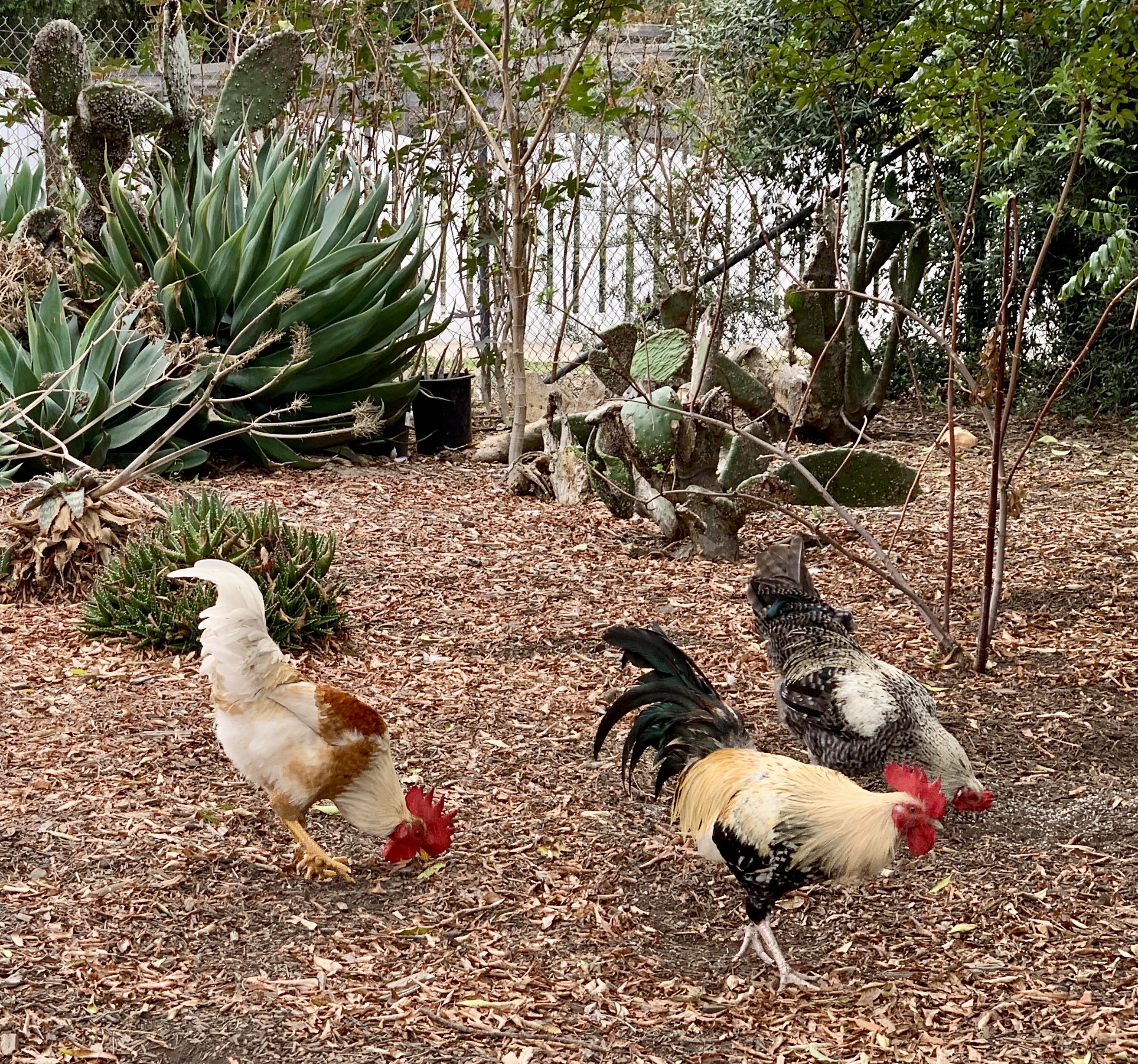 Photo - Emma Prusch Farm