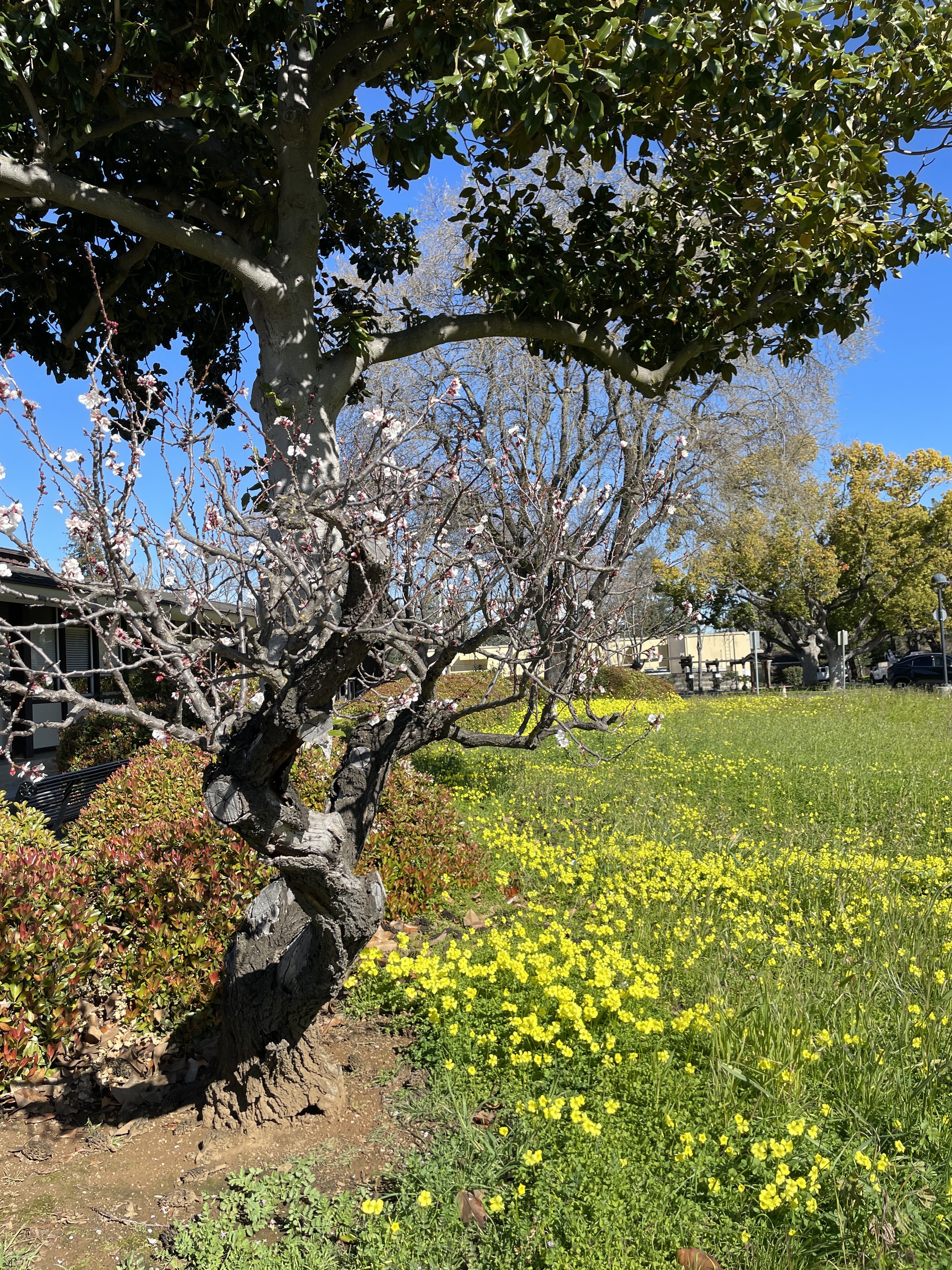 Photo - Los Altos Heritage Orchard