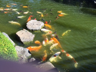 Photo - San Mateo Japanese Tea Garden