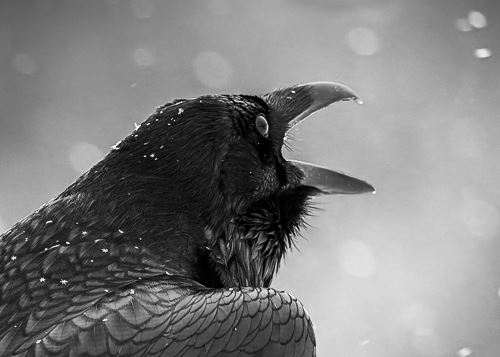 MbrInNews 2025_10 Hallee Call.jpg