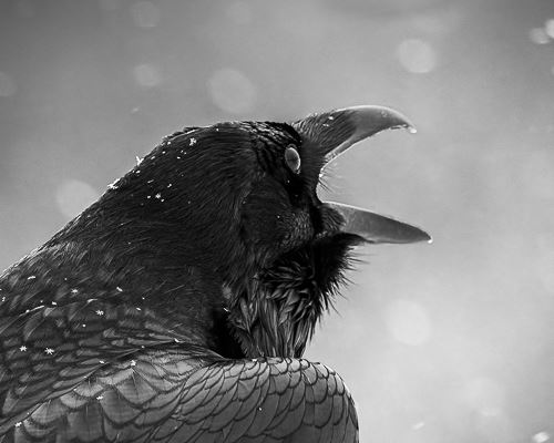 MbrInNews 2025_11 Hallee Call.jpg