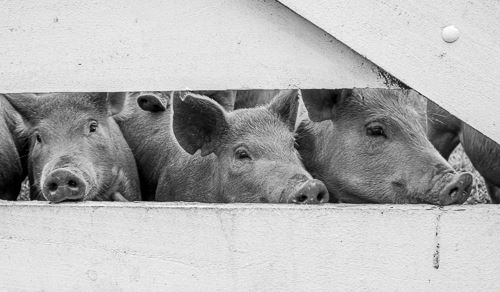 MbrInNews 2026_01 Schickli Pigs.jpg