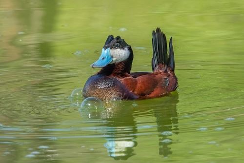 MbrInNews 2026_02 Kramer RuddyDuck.jpg