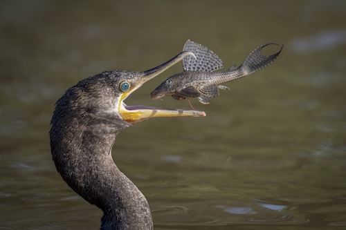 MbrInNews 2026_03 Raffel Cormorant Catfish.jpg