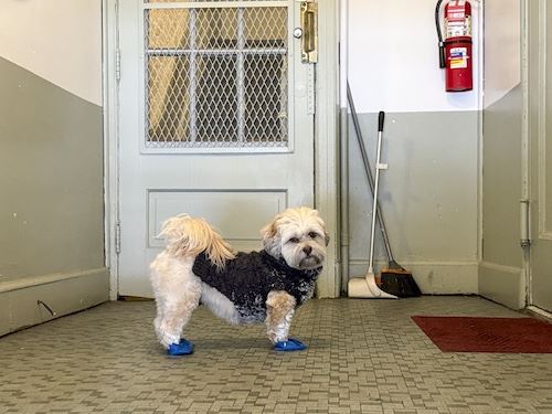 MbrInNews 2026_04 Dworkin Lulu.jpg