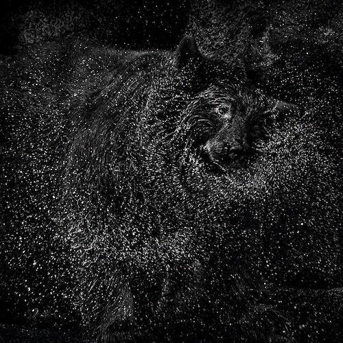 MbrInNews 2026_04 Heron Ursa Major.jpg