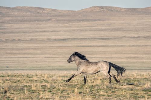MbrInNews 2026_07 Kramer Wild horse.jpg