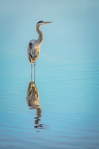 MbrInNews 2026_10 Harris Heron.jpg