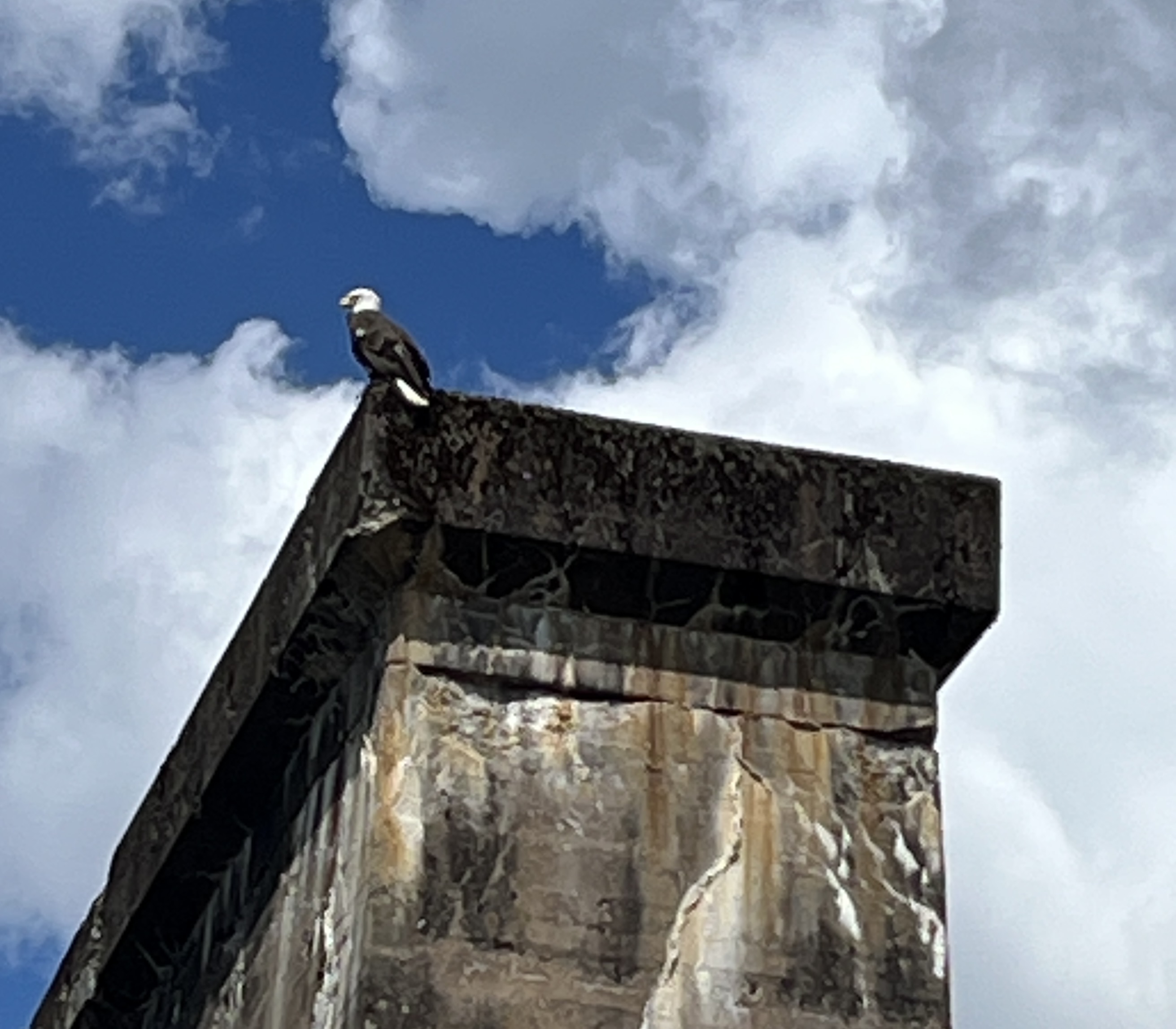 Eagle on the Lehigh
