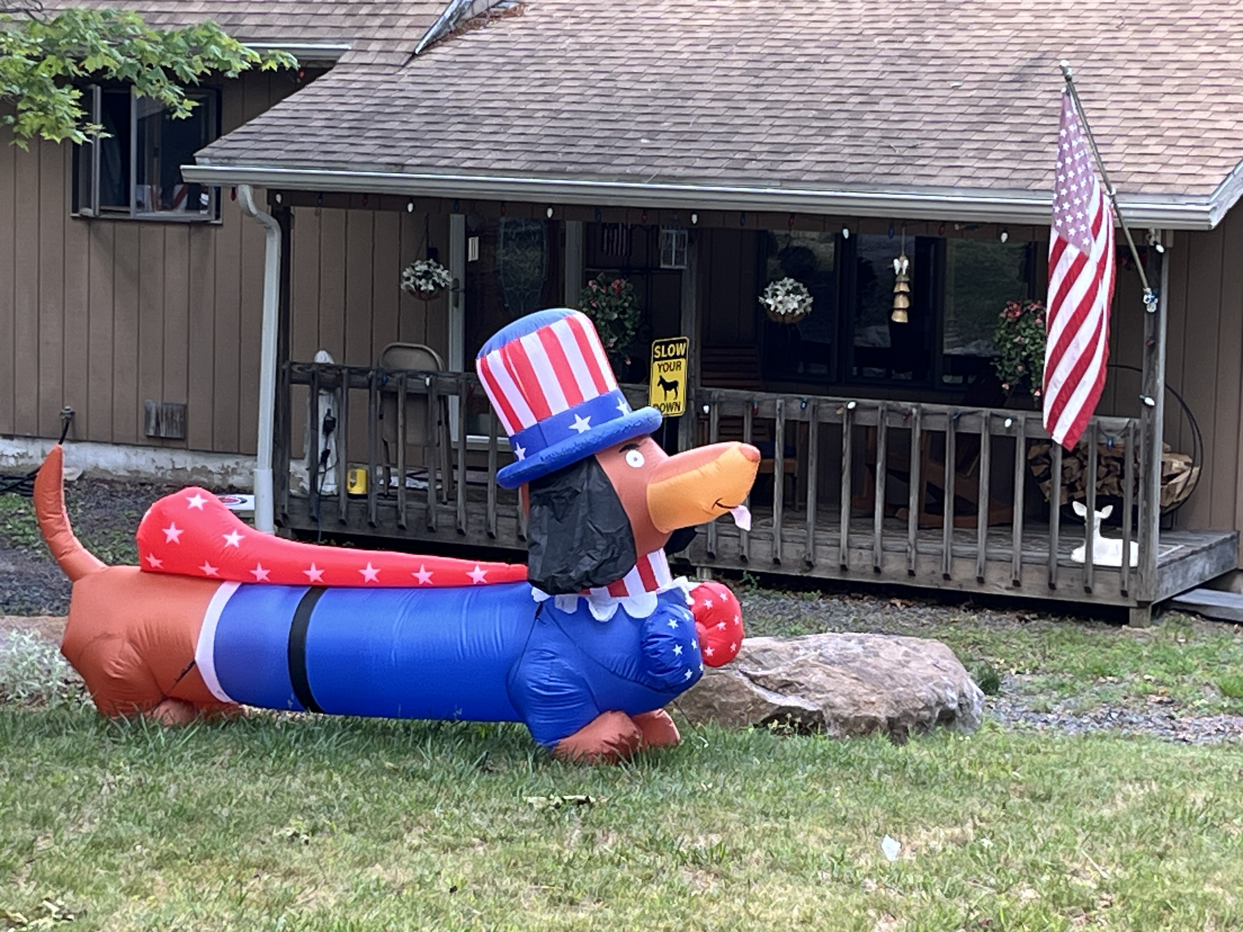 Patriotic Dachshund
