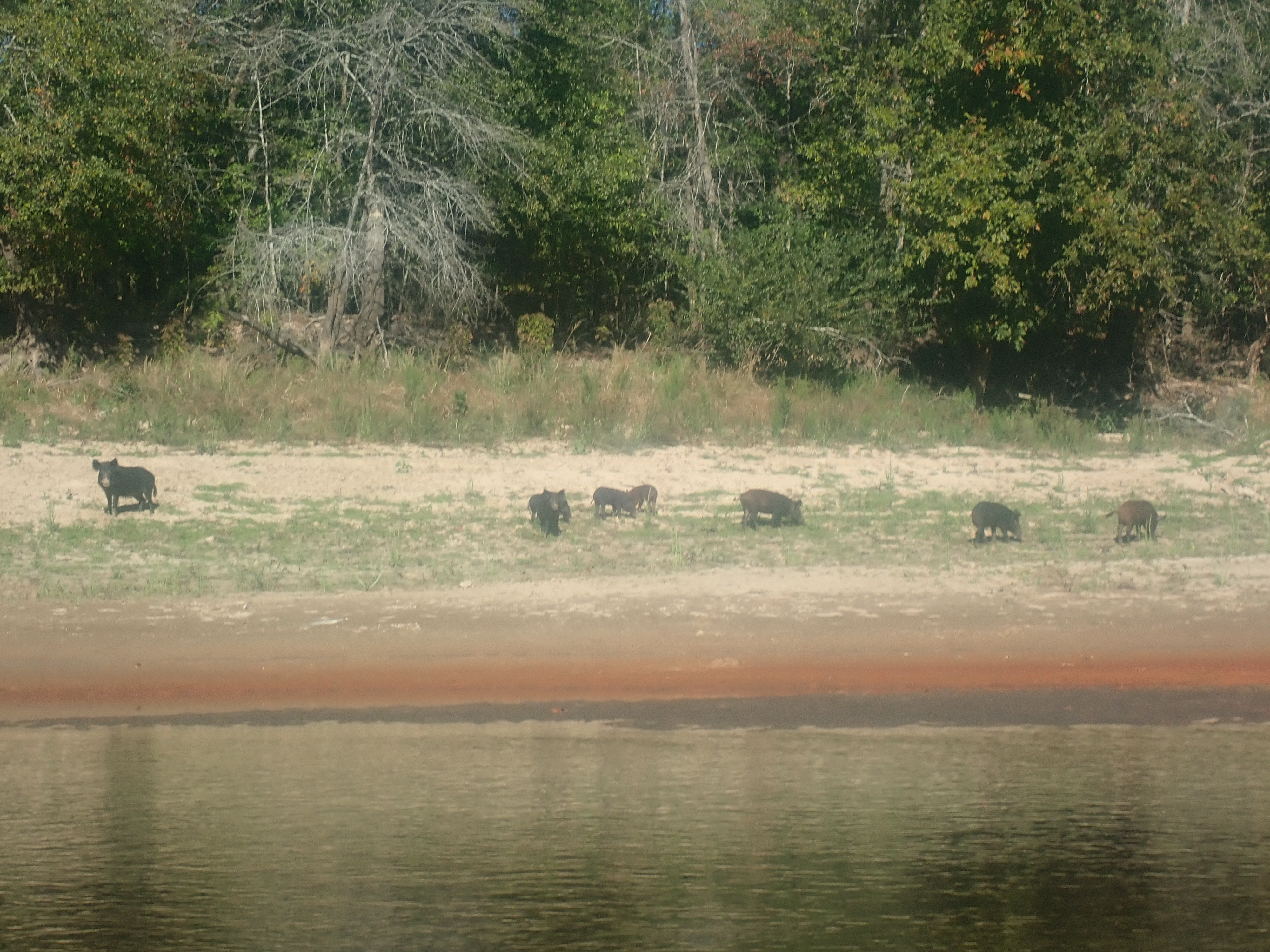 Sabine pigs