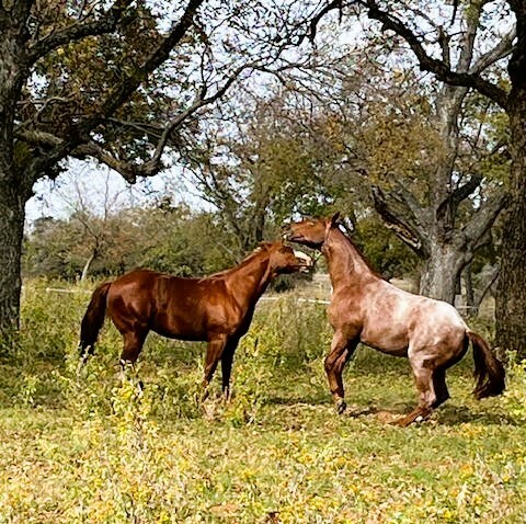 Ranch_Horses_12.29.2025.jpg