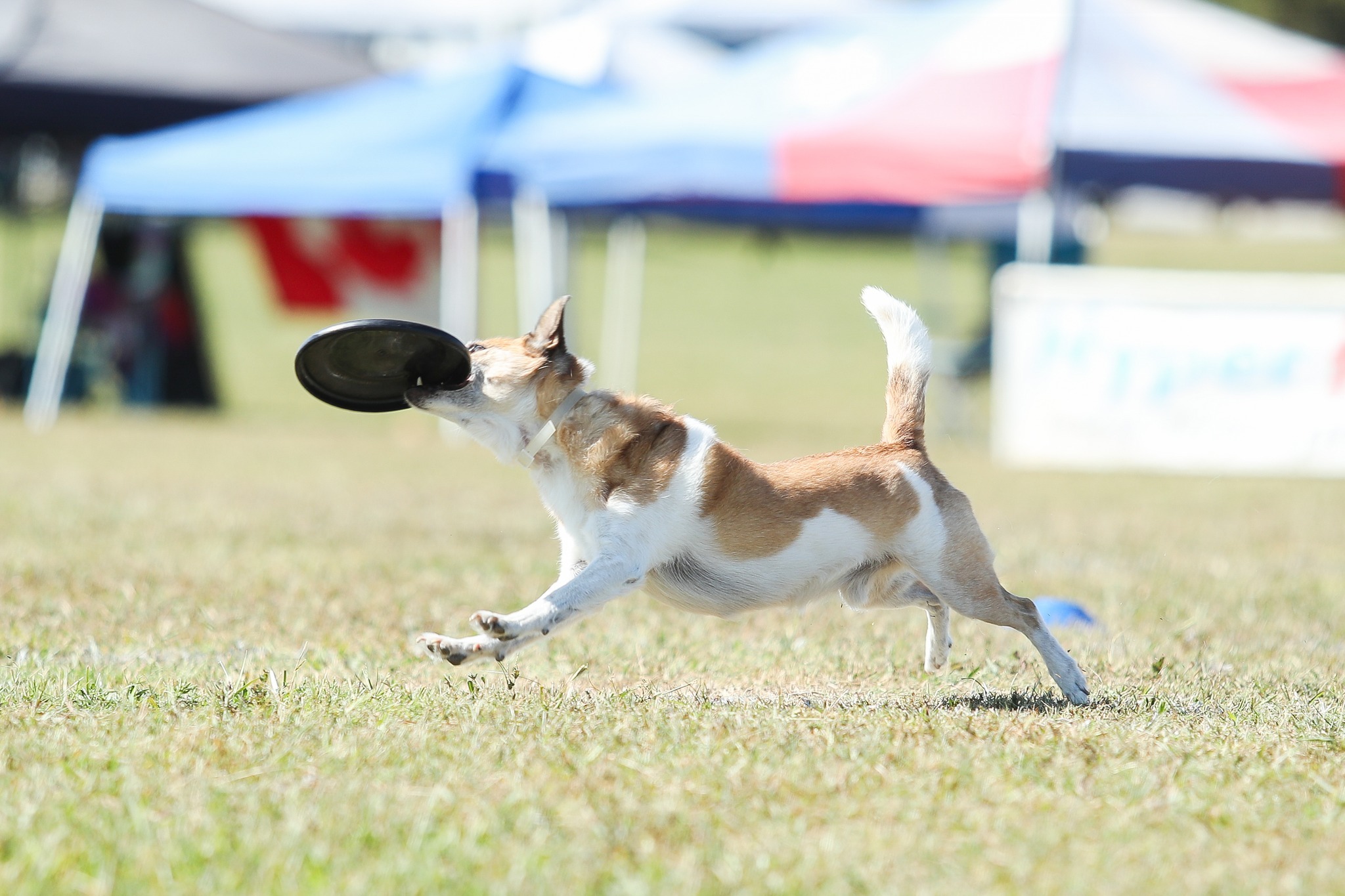 Small Dog Catching Disc