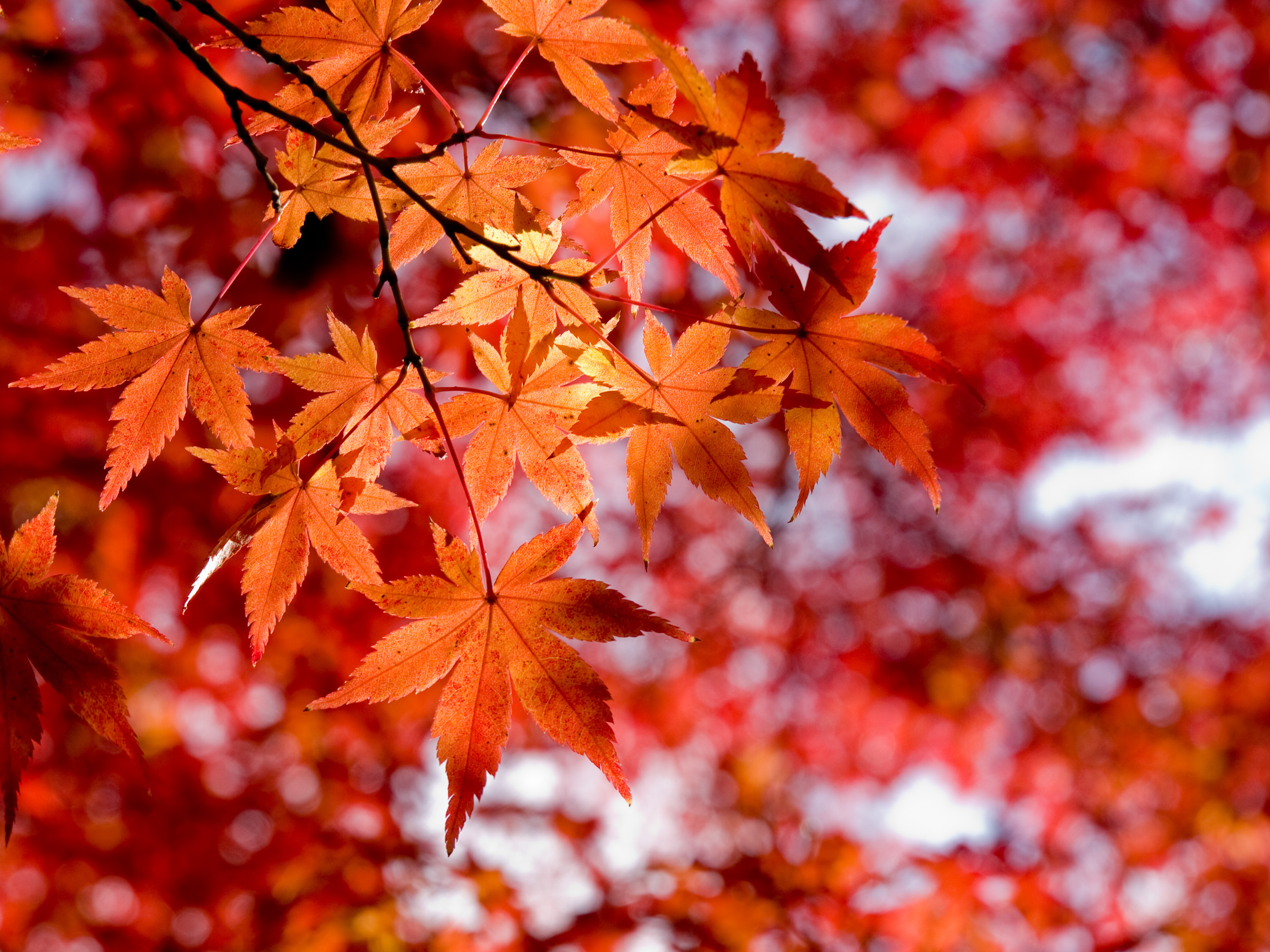 Fall maple leaves