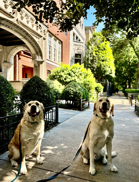 Two dogs on a historic block