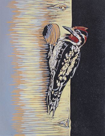 Woodpecker by Amy Grogan