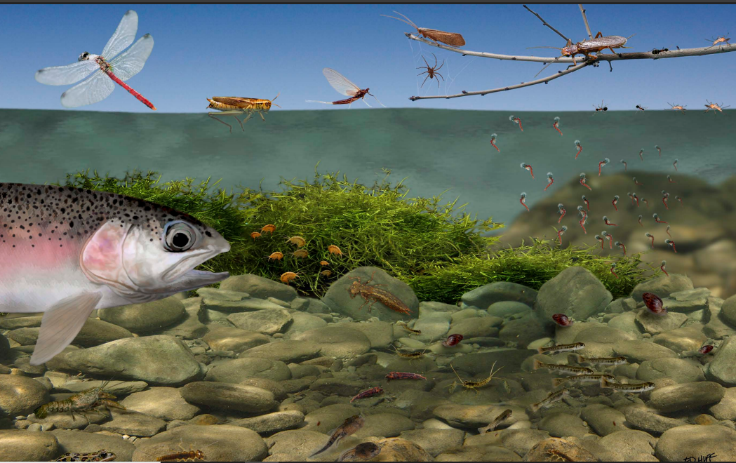 What Fish Eat