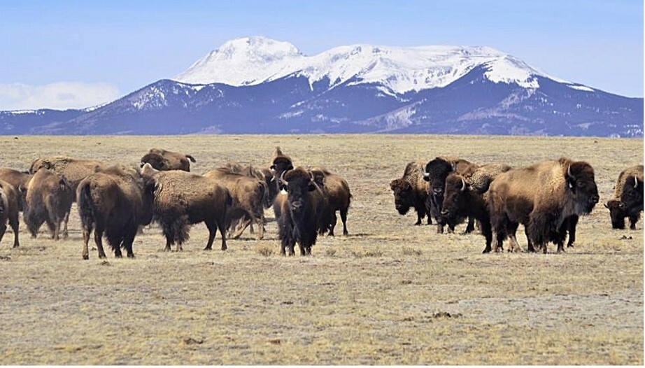 buffalo.jpg