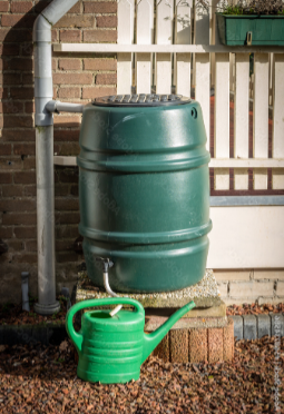 Rain Barrel
