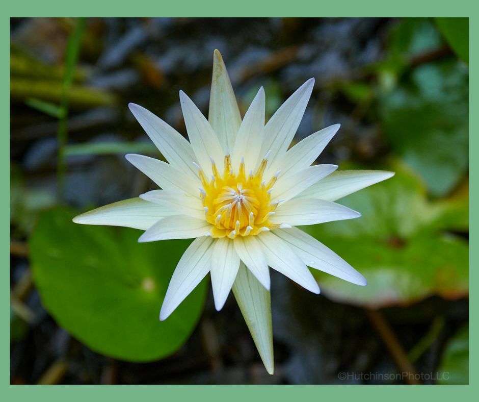 Faith flower photo