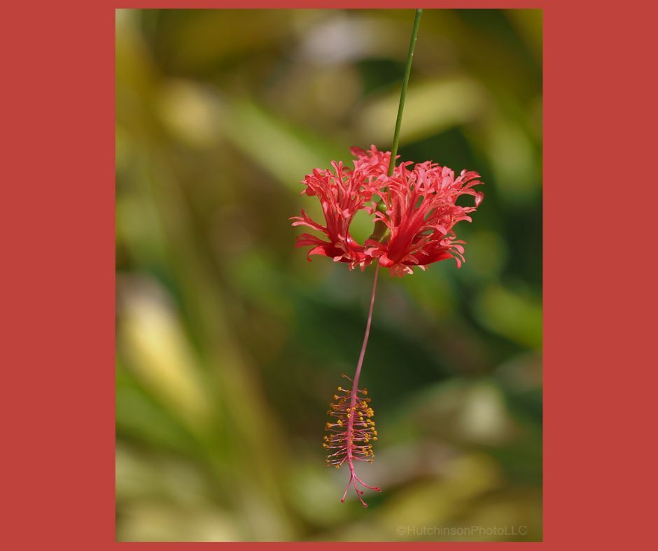 resized hibiscus