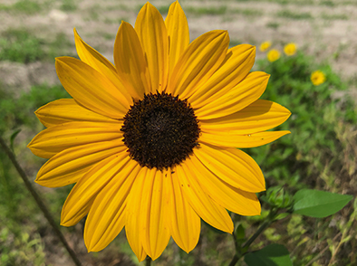 Beach sunflower