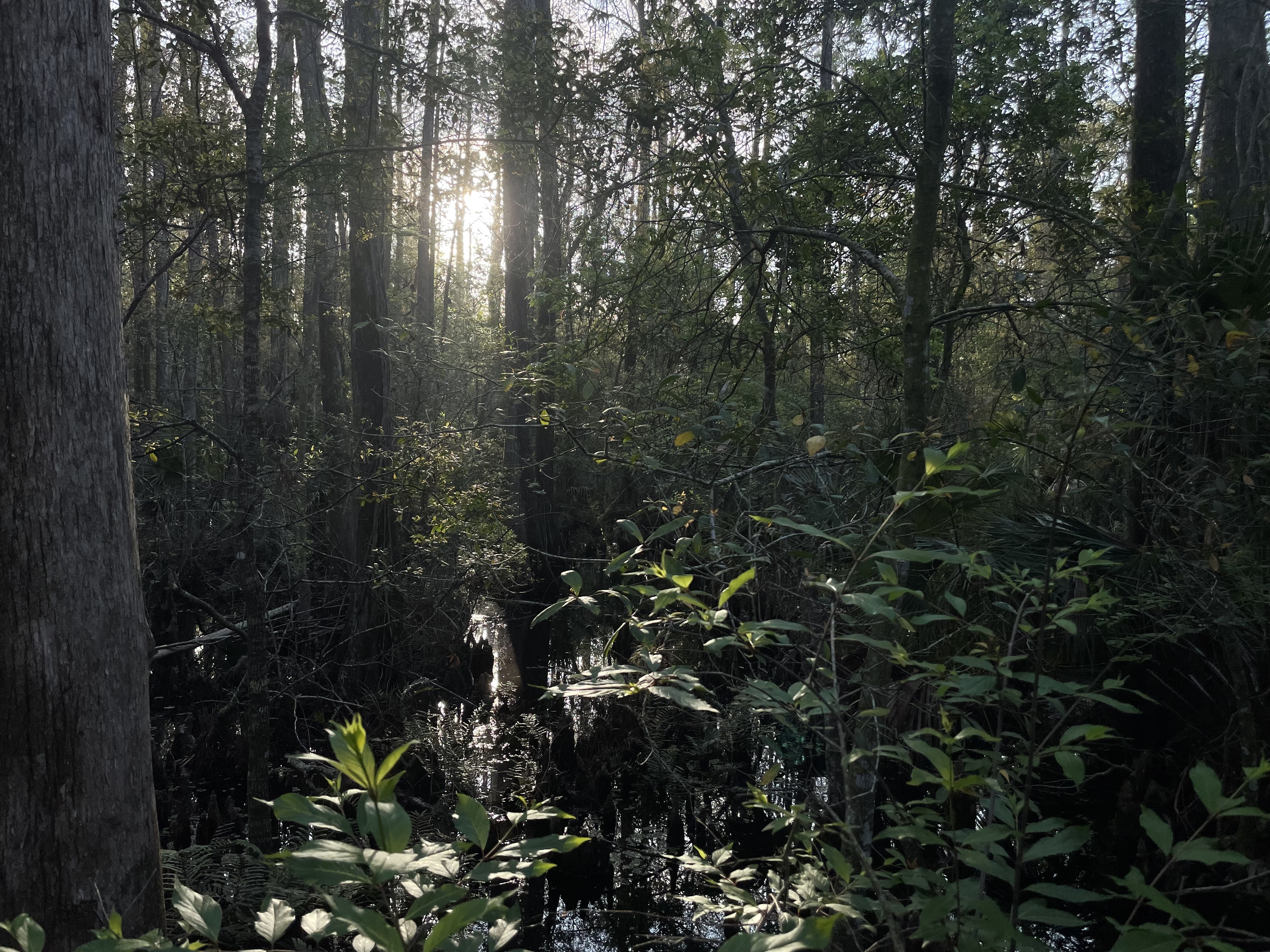 Forest Bathing