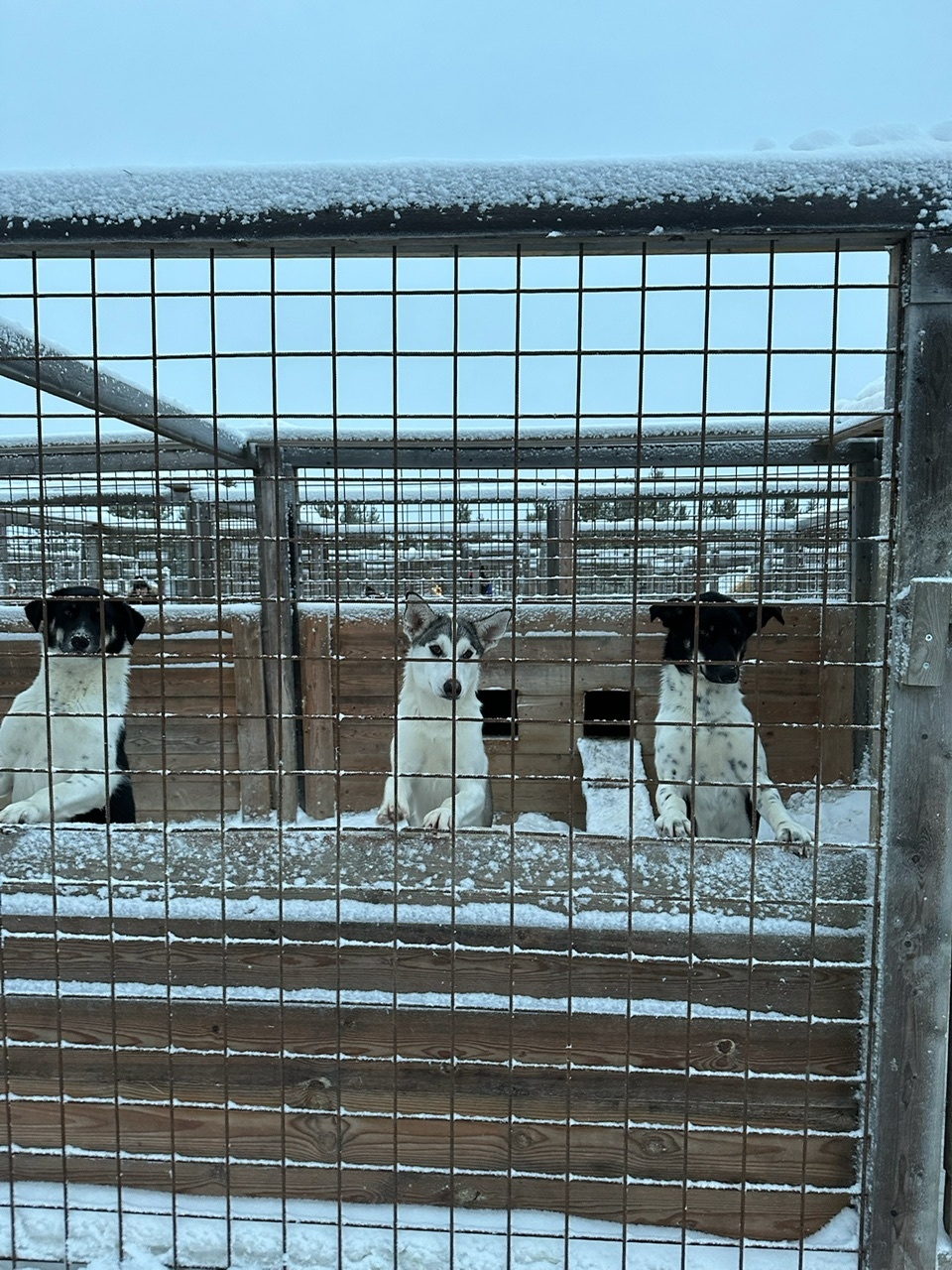 CHI-Huskies