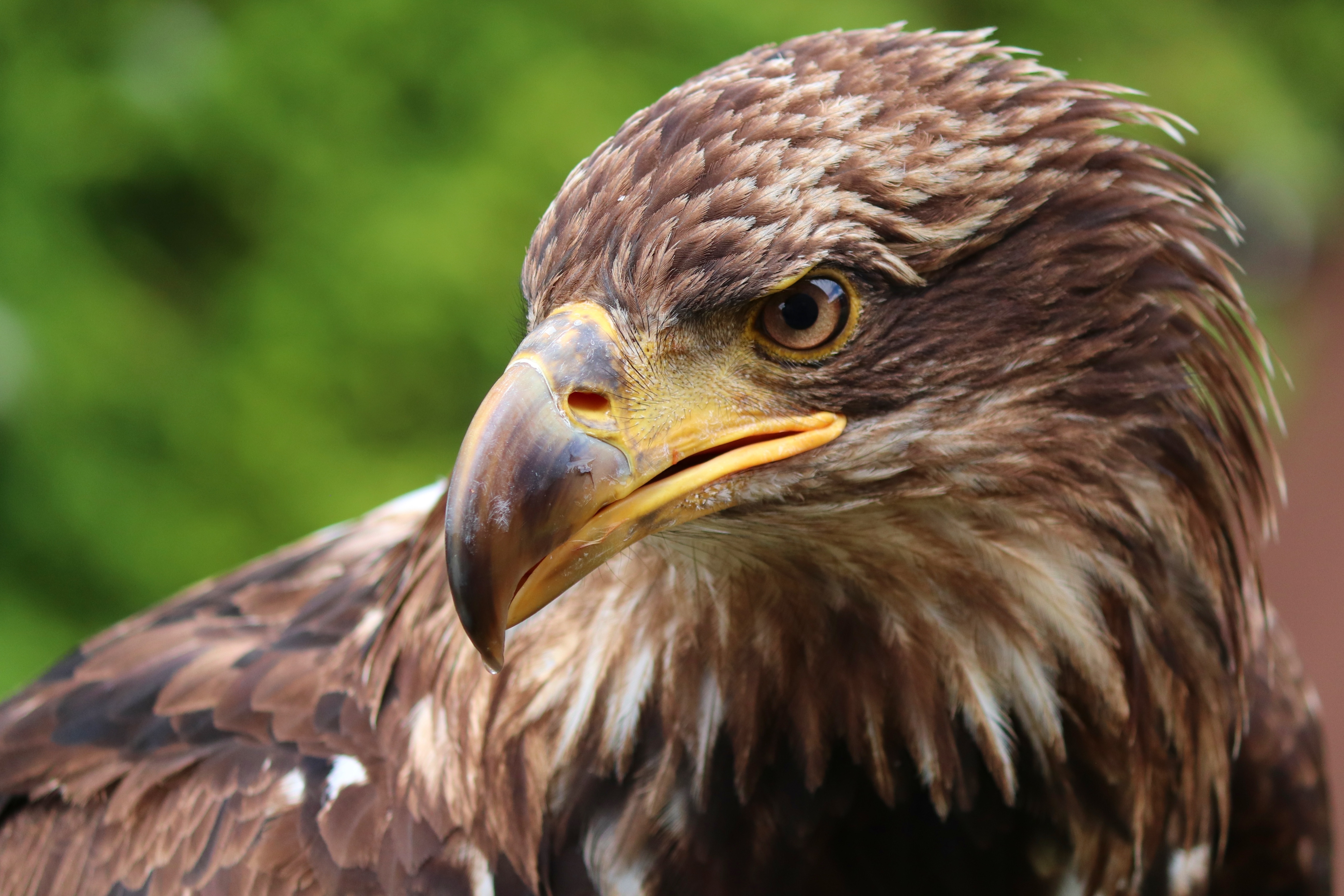 Raptors - Birds of Prey