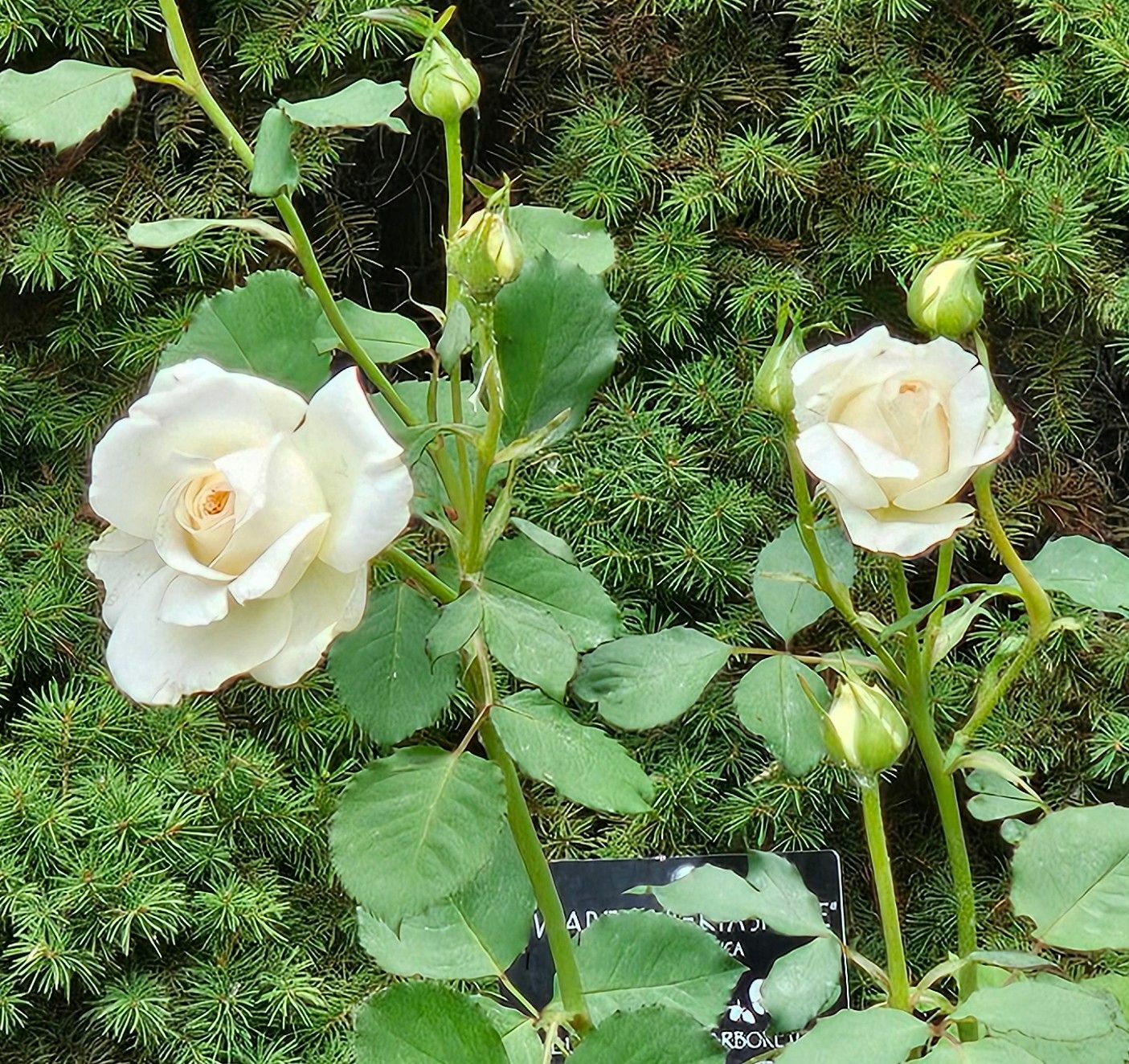 ZooFlowers