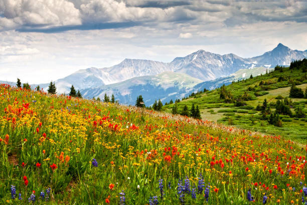 Mountainsummer