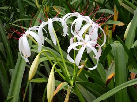 image006