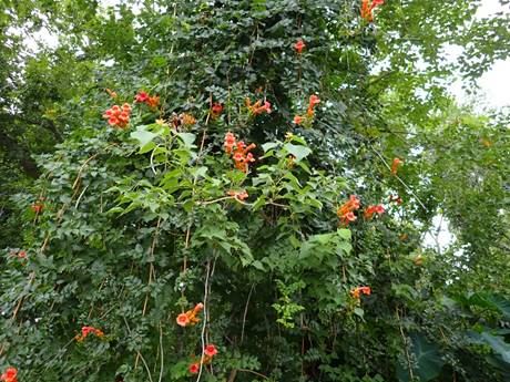 image007