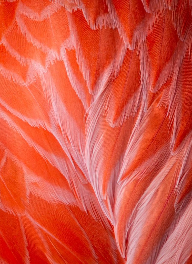 Flamingo Flair 