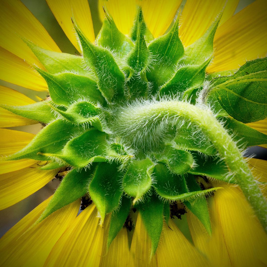 Sunflower Flipside 