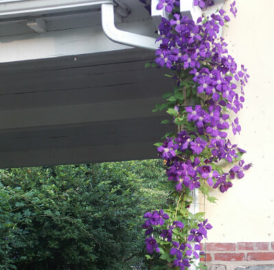 Downspout_Cover_Trellis.jpg