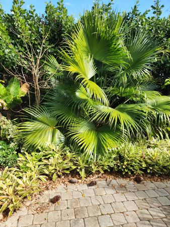 Every Persons Tropical Paradise