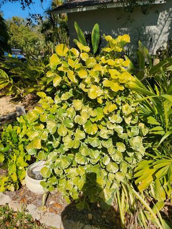 Tropical English Garden 2