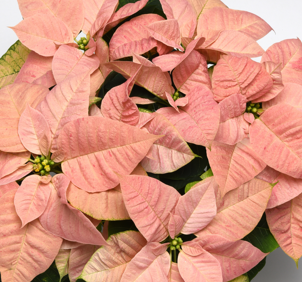 Medium CINNAMON Poinsettia