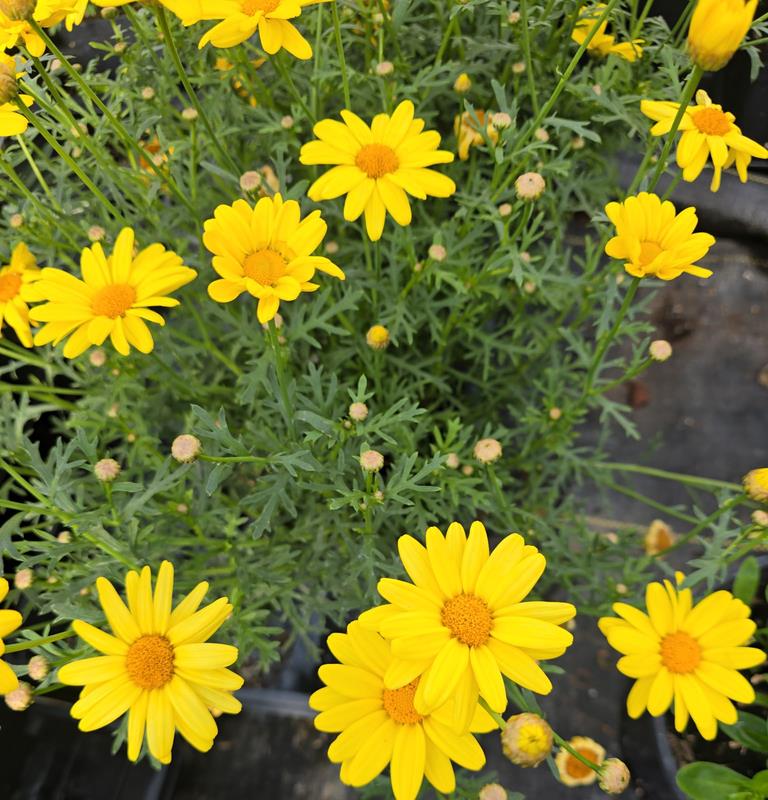 Yellow Daisy