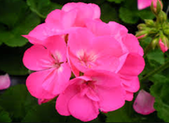 Pink Geranium 