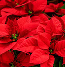 Medium RED Poinsettia