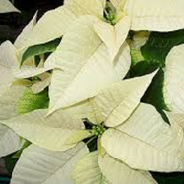 Medium WHITE Poinsettia