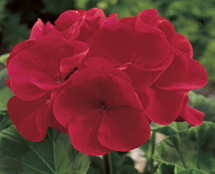 Red Geranium