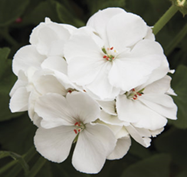 White Geranium