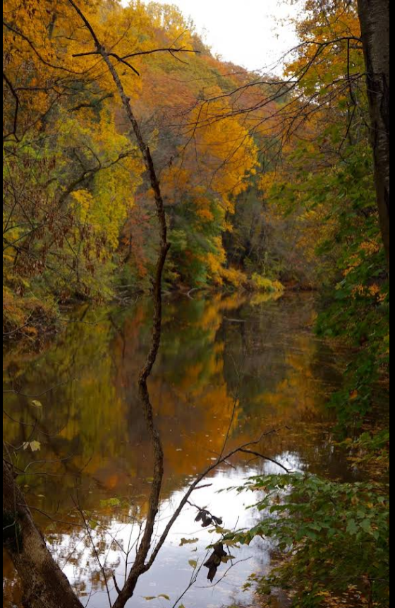 Wissahickon Autumn