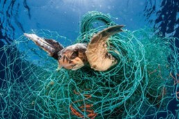 Turtle in net