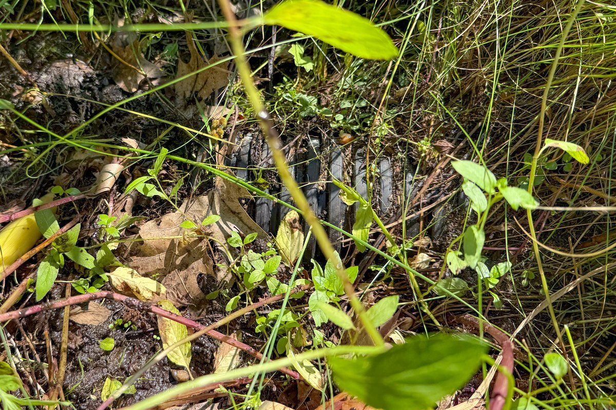 Drainage outlet on golf course