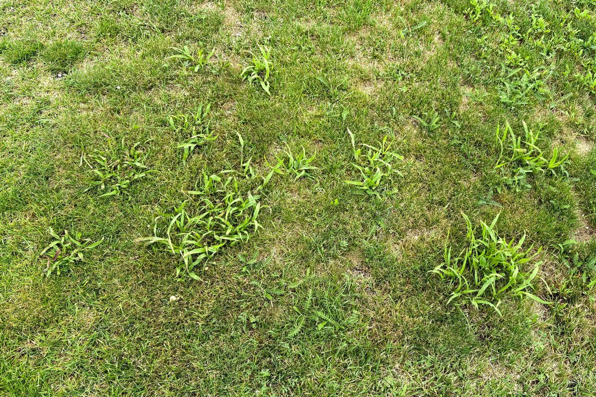 Dallisgrass clumps in cool-season rough